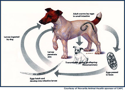 intestinal worms in humans. Hookworms can cause cutaneous