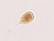 Giardia Trophozoite
