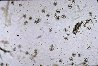 coccidia dogs animal hospital coccidia coccidia dogs animal hospital coccidia