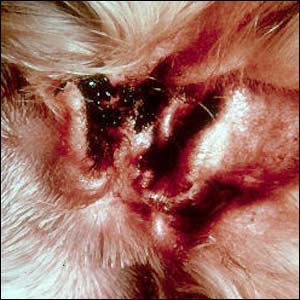 What Is Ear Canker In Dogs What Is Ear Canker In Dogs