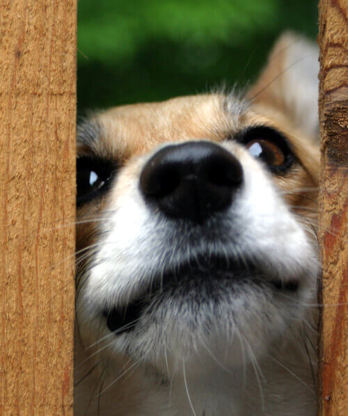 Dog looking through Door