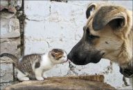 cat and dog