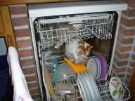 cat in dishwasher