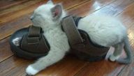 cat in shoe