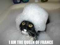 cat in bubble bath