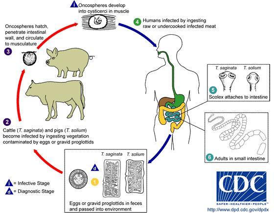 Tapeworm Zoonotic Life Cycle