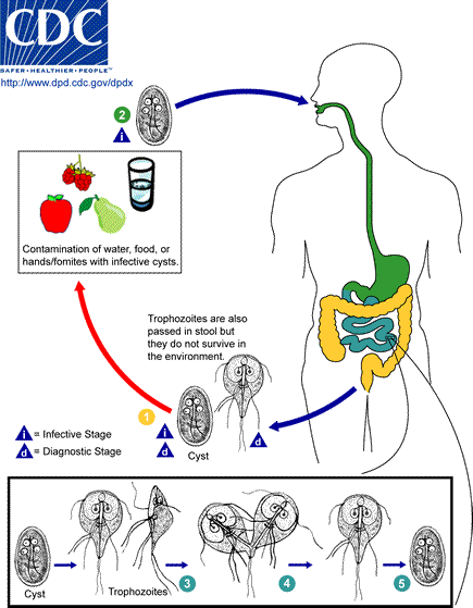 Giardia Zoonotic Life Cycle