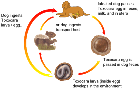 Roundworm Life Cycle