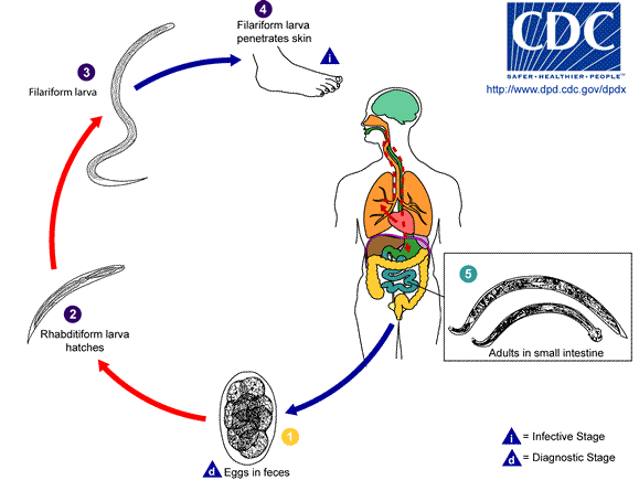 Hookworm Zoonotic Life Cycle