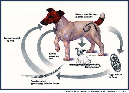 Hookworm Life Cycle in a Dog