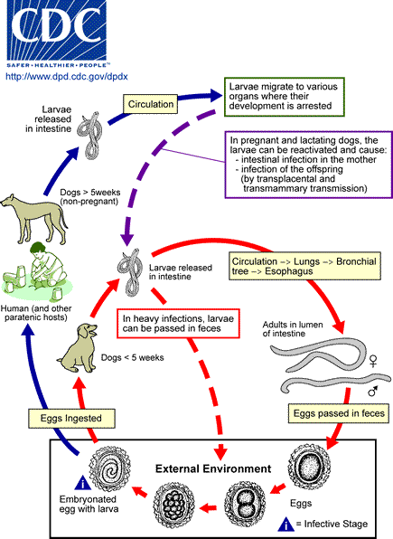 Roundworm Zoonotic Life Cycle
