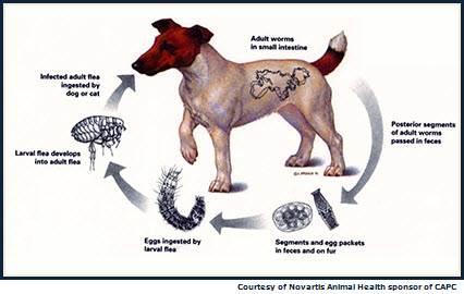 Tapeworm Life Cycle