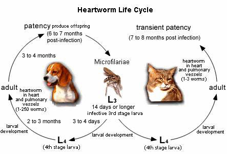 Heartworm Life Cycle