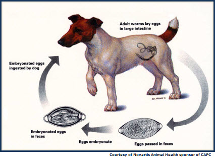 Whipworm Life Cycle