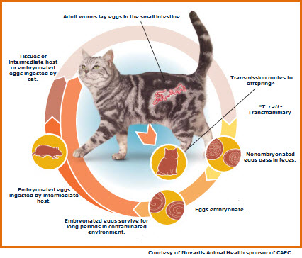 Roundworm Life Cycle in Cats