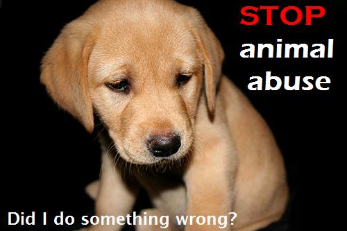 Stop Animal Abuse