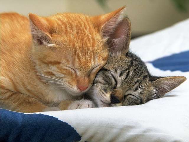Cats snuggled