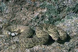 Mojave Rattlesnake