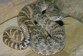 Speckled Rattlesnake