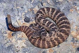 Tiger Rattlesnake