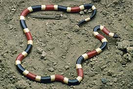 Western Coral Snake