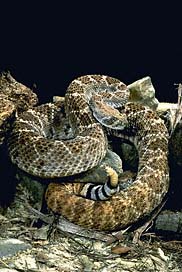 Western Diamondback Rattlesnake