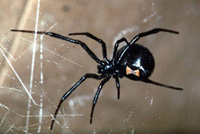 Black Widow Spider, distinctive hourglass on underside of abdomen