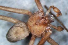 Brown Recluse Spider, distinctive markings on back ("fiddleback")