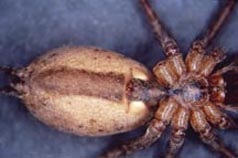 Hobo Spider, distinctive markings on underside of abdomen