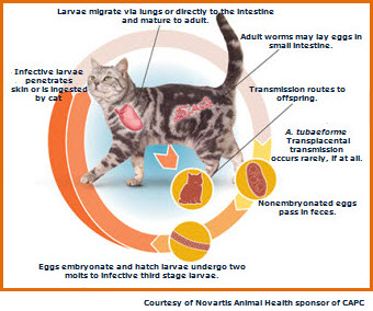Hookworm Life Cycle in a Cat
