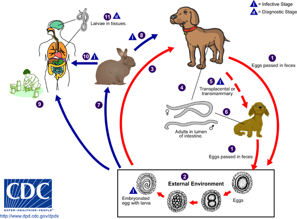 Toxocara Canis Zoonotic Life Cycle