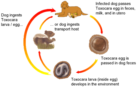 Roundworm Life Cycle in Dogs
