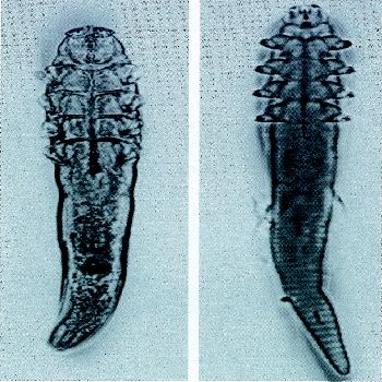 Demodex mites