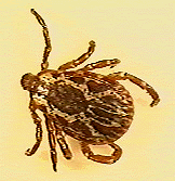 American Dog Tick