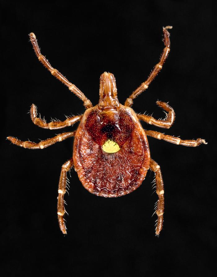 Lone Star Dog Tick