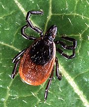 Black-Legged Tick