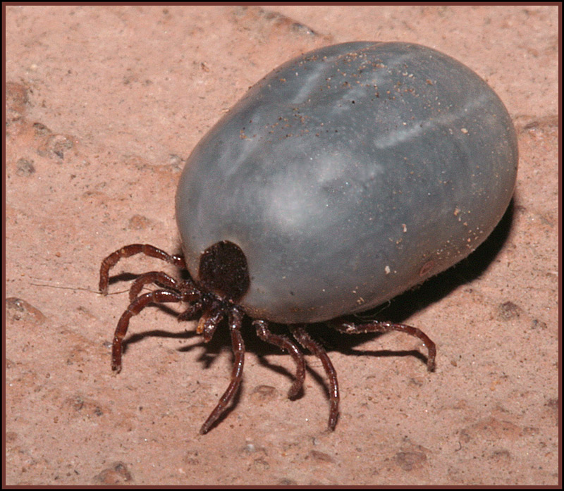 Brown Dog Tick - Engorged