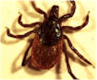 Western Black Legged Tick