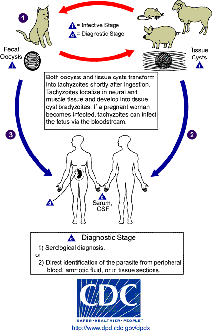 Toxoplasmosis Zoonotic Life Cycle