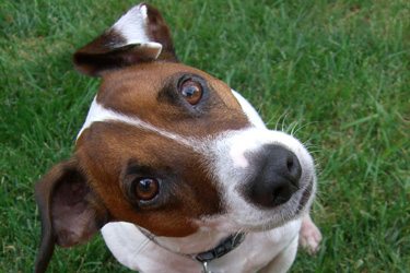 brown and white dog