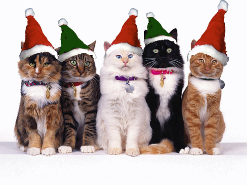 cats in hats