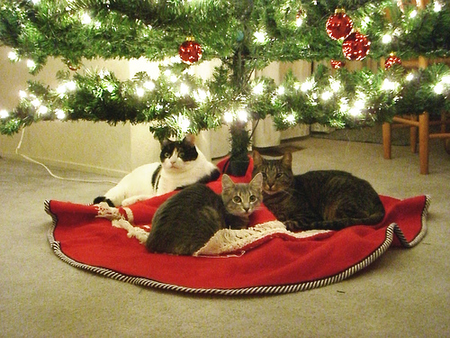 cats under tree