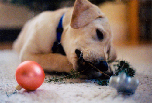 dog chewing on ornaments