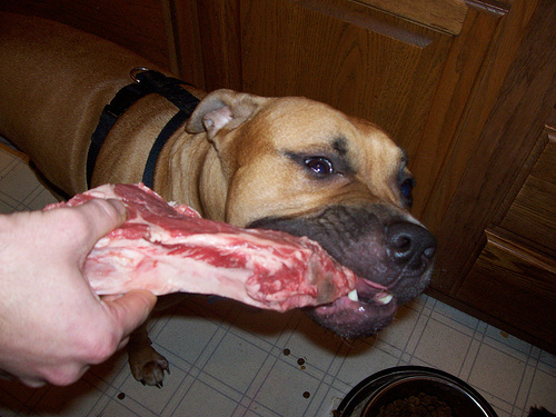 dog and steak