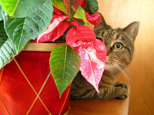 cat by poinsettias 