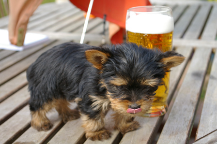 puppy with beer