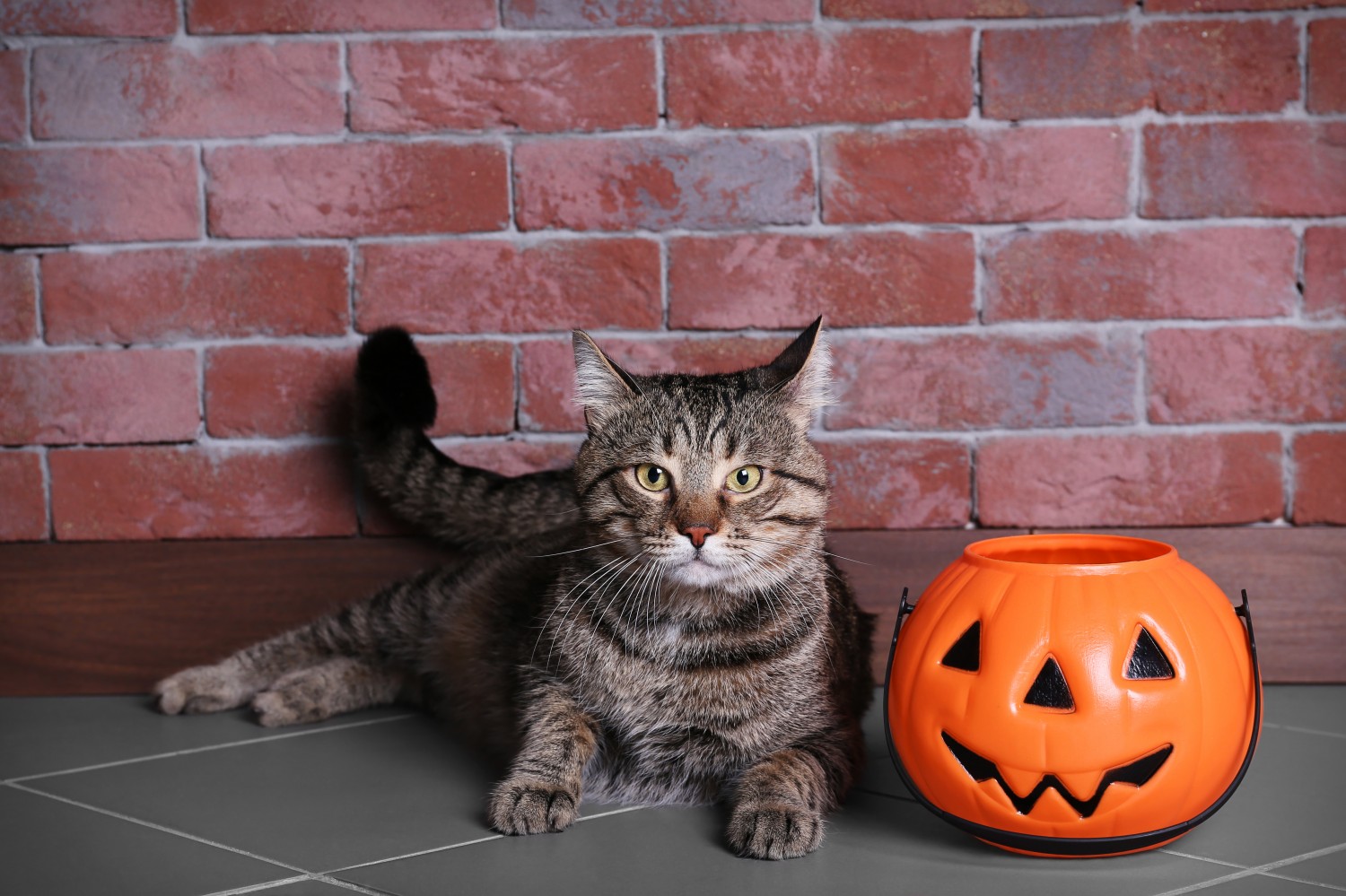 Halloween Pet Safety Guidelines