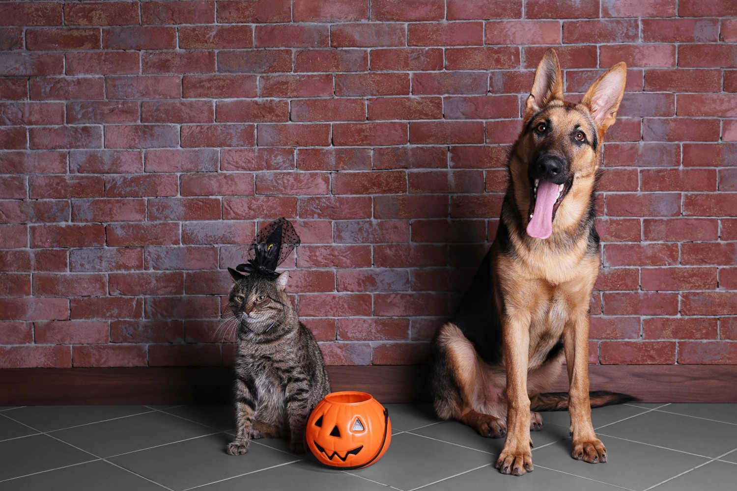 Cat and Dog with Halloween Candy Bucket