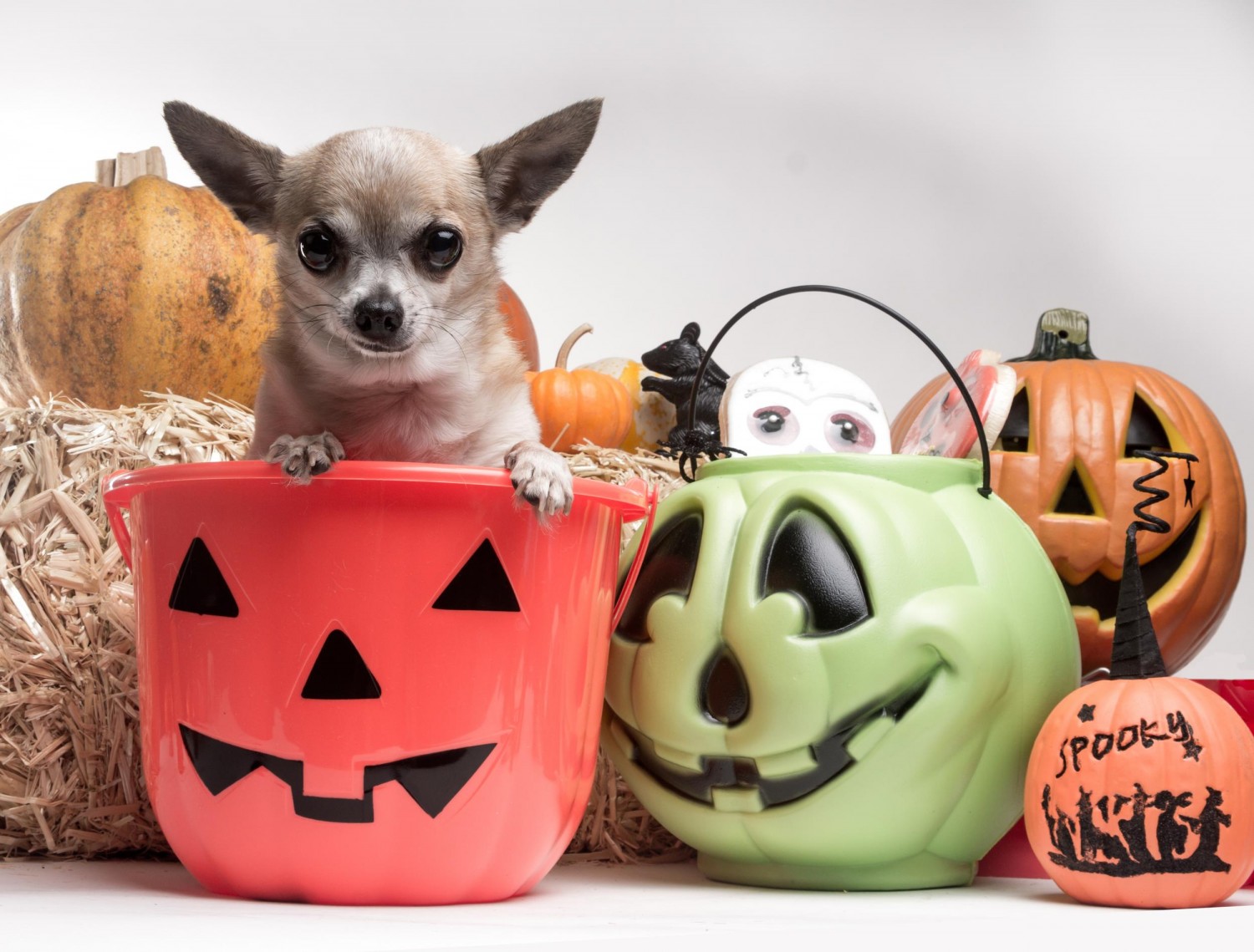 Dog and Candy Bowl