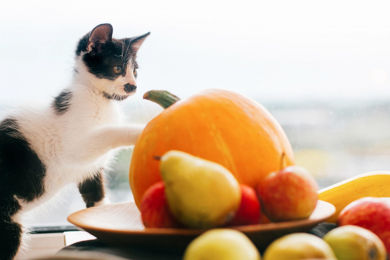 Cat with Decorations